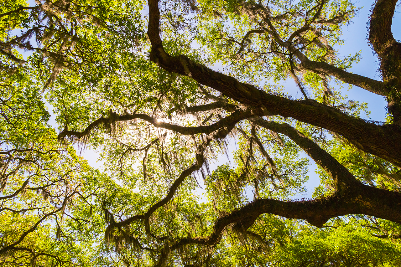 Canopy-of-old-live-oak-trees-draped-in-spanish-moss