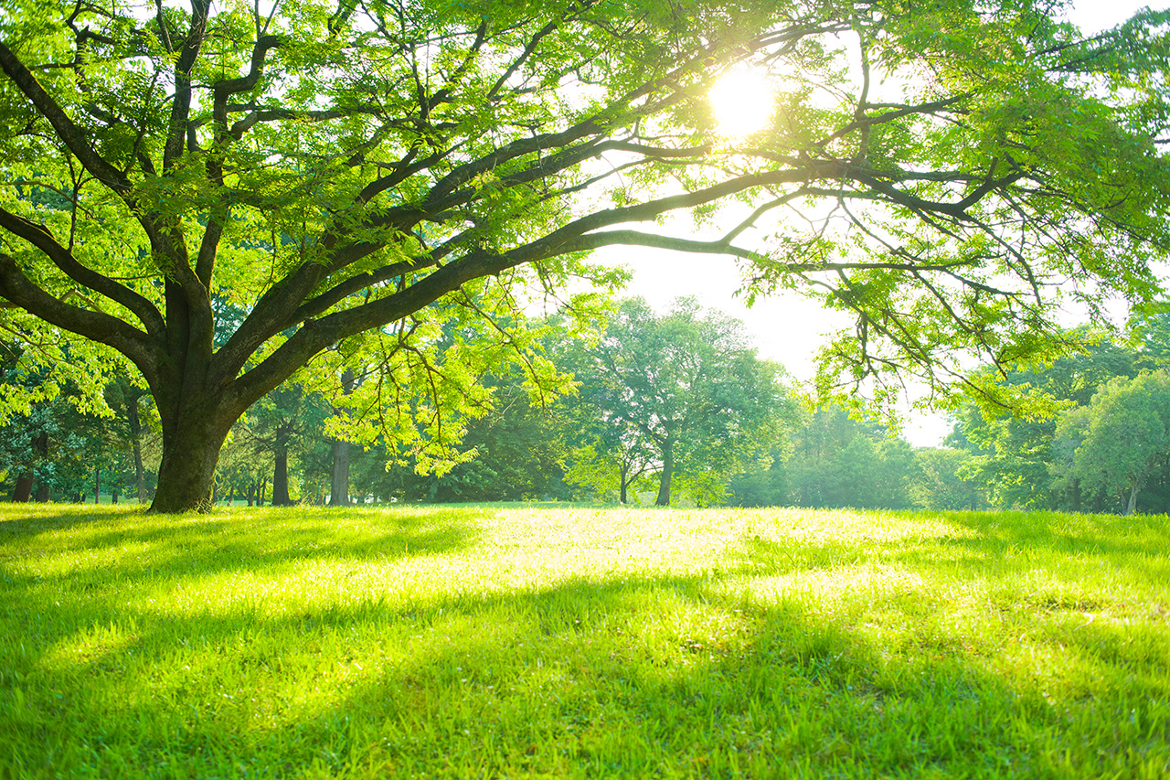 Summer-Park