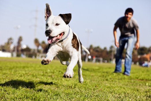 A Pit Bull dog mid-air, running after its chew toy with its owner standing close by